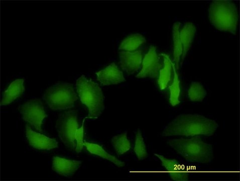 Monoclonal Anti-LGALS1 antibody produced in mouse clone 1E8-1B2, purified immunoglobulin, buffered aqueous solution