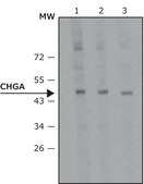 Anti-Chromogranin-A antibody, Mouse monoclonal clone CHGA(419), purified from hybridoma cell culture