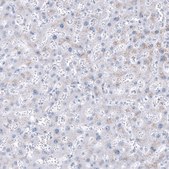 Monoclonal Anti-NKX2-2 antibody produced in mouse Prestige Antibodies® Powered by Atlas Antibodies, clone CL11380, purified antibody (Protein A)