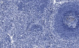 Anti-NLRC3/NOD3 Antibody, clone 2O20 ZooMAb® Rabbit Monoclonal recombinant, expressed in HEK 293 cells