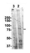 Anti-DDX3X, (N-terminal) antibody produced in rabbit affinity isolated antibody