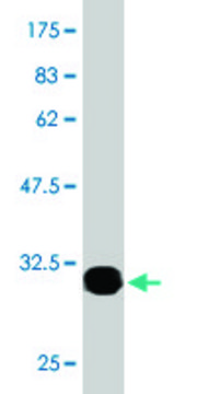 Monoclonal Anti-OTOP2 antibody produced in mouse clone 6F11, ascites fluid