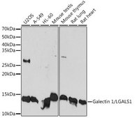 Anti-Galectin 1/LGALS1 antibody produced in rabbit