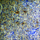 Anti-phospho-MDM2 (pSer186+Ser188) antibody produced in rabbit affinity isolated antibody