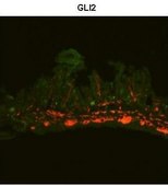 Anti-GLI2 antibody produced in rabbit affinity isolated antibody