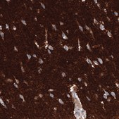 Monoclonal Anti-GAP43 antibody produced in mouse Prestige Antibodies® Powered by Atlas Antibodies, clone CL10855, purified antibody (Protein A)