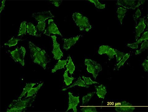 Monoclonal Anti-HFE antibody produced in mouse clone 1G12, purified immunoglobulin, buffered aqueous solution