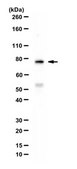 Anti-Hec1 Antibody from rabbit, purified by affinity chromatography