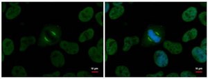 Monoclonal Anti-NuMA antibody produced in mouse clone GT3611, affinity isolated antibody