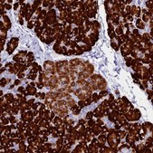 Anti-FKBP11 antibody produced in rabbit Prestige Antibodies&#174; Powered by Atlas Antibodies, affinity isolated antibody, buffered aqueous glycerol solution