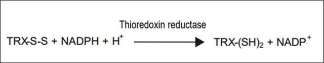 硫氧还蛋白还原酶 来源于大肠杆菌 ammonium sulfate suspension, &gt;25&#160;units/mg protein (Bradford)