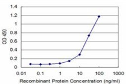 Monoclonal Anti-DLX2 antibody produced in mouse clone 3H3, purified immunoglobulin, buffered aqueous solution
