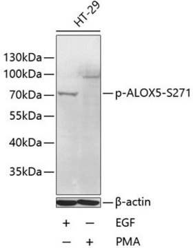 Anti-Phospho-ALOX5-S271 antibody produced in rabbit