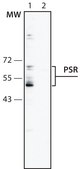 Anti-Phosphatidylserine Receptor antibody produced in rabbit 1-1.5 mg/mL, affinity isolated antibody, buffered aqueous solution