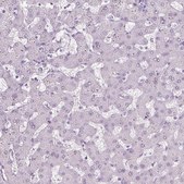 Anti-PRM1 antibody produced in rabbit Prestige Antibodies® Powered by Atlas Antibodies, affinity isolated antibody, buffered aqueous glycerol solution