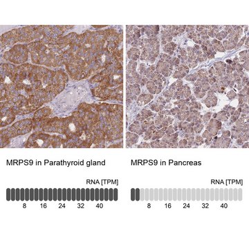 Anti-MRPS9 antibody produced in rabbit Prestige Antibodies&#174; Powered by Atlas Antibodies, affinity isolated antibody, buffered aqueous glycerol solution