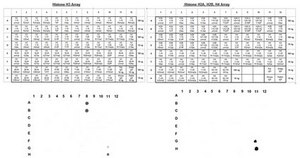 Anti-Dimethyl Histone H3 (Lys4) Antibody, clone CMA303, Trial Size clone CMA303, from mouse