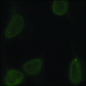 Monoclonal Anti-CHD1 antibody produced in rat clone 2F11H5, purified from hybridoma cell culture