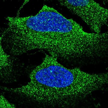 Anti-SLC12A2 antibody produced in rabbit Prestige Antibodies&#174; Powered by Atlas Antibodies, affinity isolated antibody