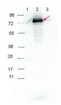 Anti-Rabbit IgG (H+L), highly cross adsorbed-Peroxidase antibody produced in goat affinity isolated antibody, lyophilized powder