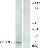 Anti-CEBPG antibody produced in rabbit affinity isolated antibody