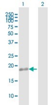 Anti-TMEM11 antibody produced in mouse purified immunoglobulin, buffered aqueous solution