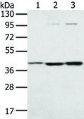 Anti-STX18 affinity isolated antibody