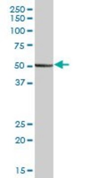 Anti-PEPD antibody produced in mouse purified immunoglobulin, buffered aqueous solution