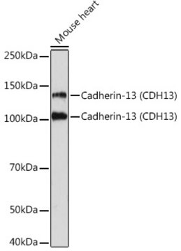 Anti-Cadherin-13 (CDH13) Antibody, clone 4Z8D1, Rabbit Monoclonal