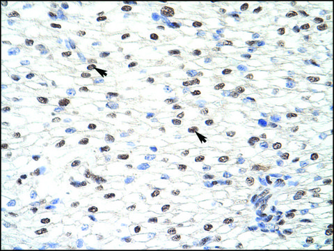 Anti-CUGBP2 antibody produced in rabbit IgG fraction of antiserum