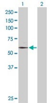 Anti-TAF6 antibody produced in rabbit purified immunoglobulin, buffered aqueous solution