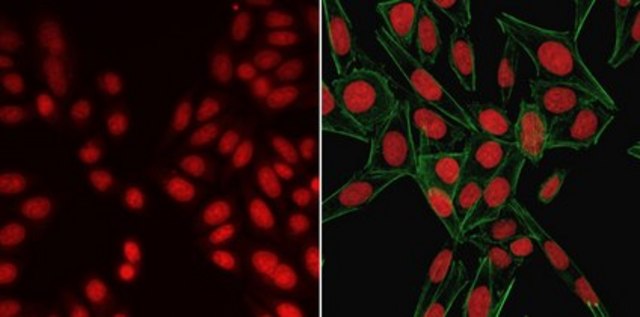 BioTracker NIR694 Nuclear Dye (Water) Live cell imaging far red nuclear staining dye with greater photostability than traditional blue fluorescent nuclear stains such as DAPI and Hoechst 33342.