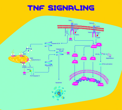 TNF-&#945; 人 Animal-component free, recombinant, expressed in E. coli, suitable for cell culture