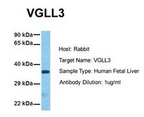 Anti-VGLL3 antibody produced in rabbit affinity isolated antibody