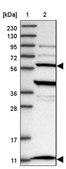 Anti-TRAPPC12 antibody produced in rabbit Prestige Antibodies® Powered by Atlas Antibodies, affinity isolated antibody, buffered aqueous glycerol solution
