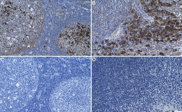 Anti-RelB Antibody, clone 1M14 ZooMAb&#174; Rabbit Monoclonal recombinant, expressed in HEK 293 cells