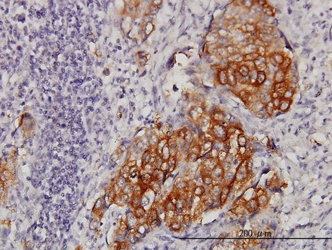 ANTI-EIF4G3 antibody produced in mouse clone 1D7, purified immunoglobulin, buffered aqueous solution