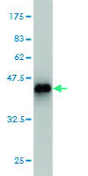 Monoclonal Anti-TTN antibody produced in mouse clone 4D8, purified immunoglobulin, buffered aqueous solution