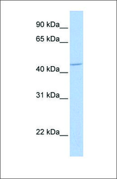 Anti-GABRA5 affinity isolated antibody