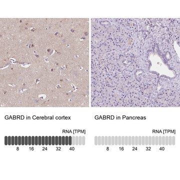 Anti-GABRD antibody produced in rabbit Prestige Antibodies&#174; Powered by Atlas Antibodies, affinity isolated antibody, buffered aqueous glycerol solution