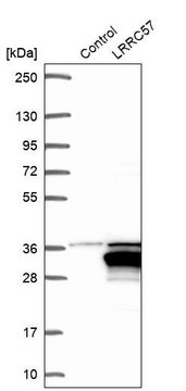 Anti-LRRC57 antibody produced in rabbit Prestige Antibodies&#174; Powered by Atlas Antibodies, affinity isolated antibody, buffered aqueous glycerol solution