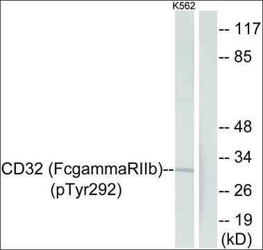 Anti-phospho-CD32 (pTyr292) antibody produced in rabbit affinity isolated antibody