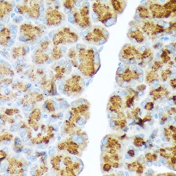 Anti-CTRL antibody produced in rabbit