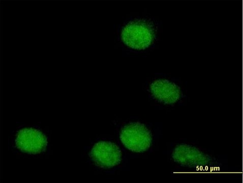 Anti-TLE4 antibody produced in mouse purified immunoglobulin, buffered aqueous solution