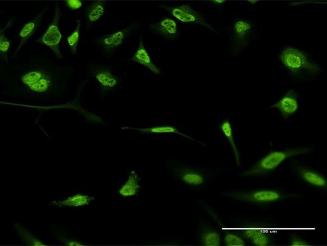 Monoclonal Anti-FBXO11, (C-terminal) antibody produced in mouse clone 1A2, purified immunoglobulin, buffered aqueous solution