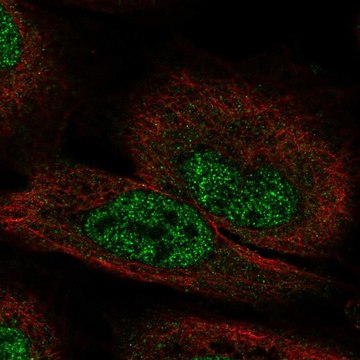 Anti-FGF12 antibody produced in rabbit Prestige Antibodies&#174; Powered by Atlas Antibodies, affinity isolated antibody