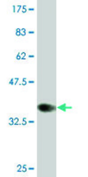 Monoclonal Anti-CLPS, (C-terminal) antibody produced in mouse clone 4G3, purified immunoglobulin, buffered aqueous solution