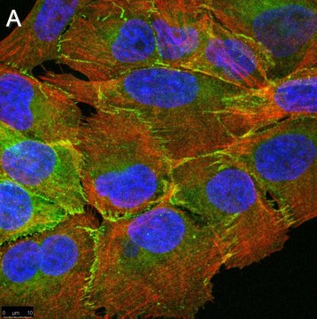 Anti-PARD-3 Antibody, clone 1N18 ZooMAb&#174; Rabbit Monoclonal recombinant, expressed in HEK 293 cells