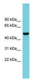 Anti-CSF1 antibody produced in rabbit affinity isolated antibody