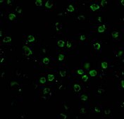 Anti-TNFRSF14 antibody produced in rabbit affinity isolated antibody